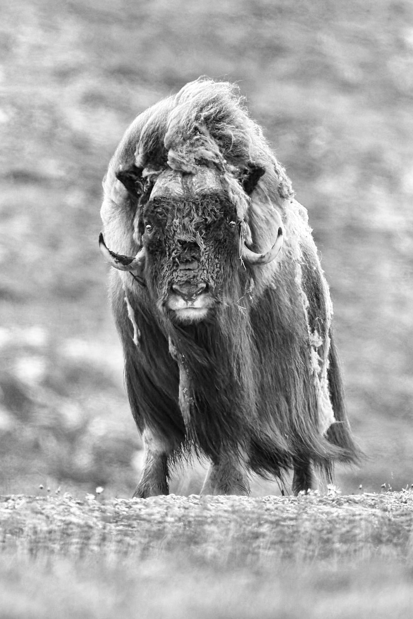Wildlife photography: Wild Muskox on Somerset Island, High Arctic, Canada. Photo by Dayle Prowse.