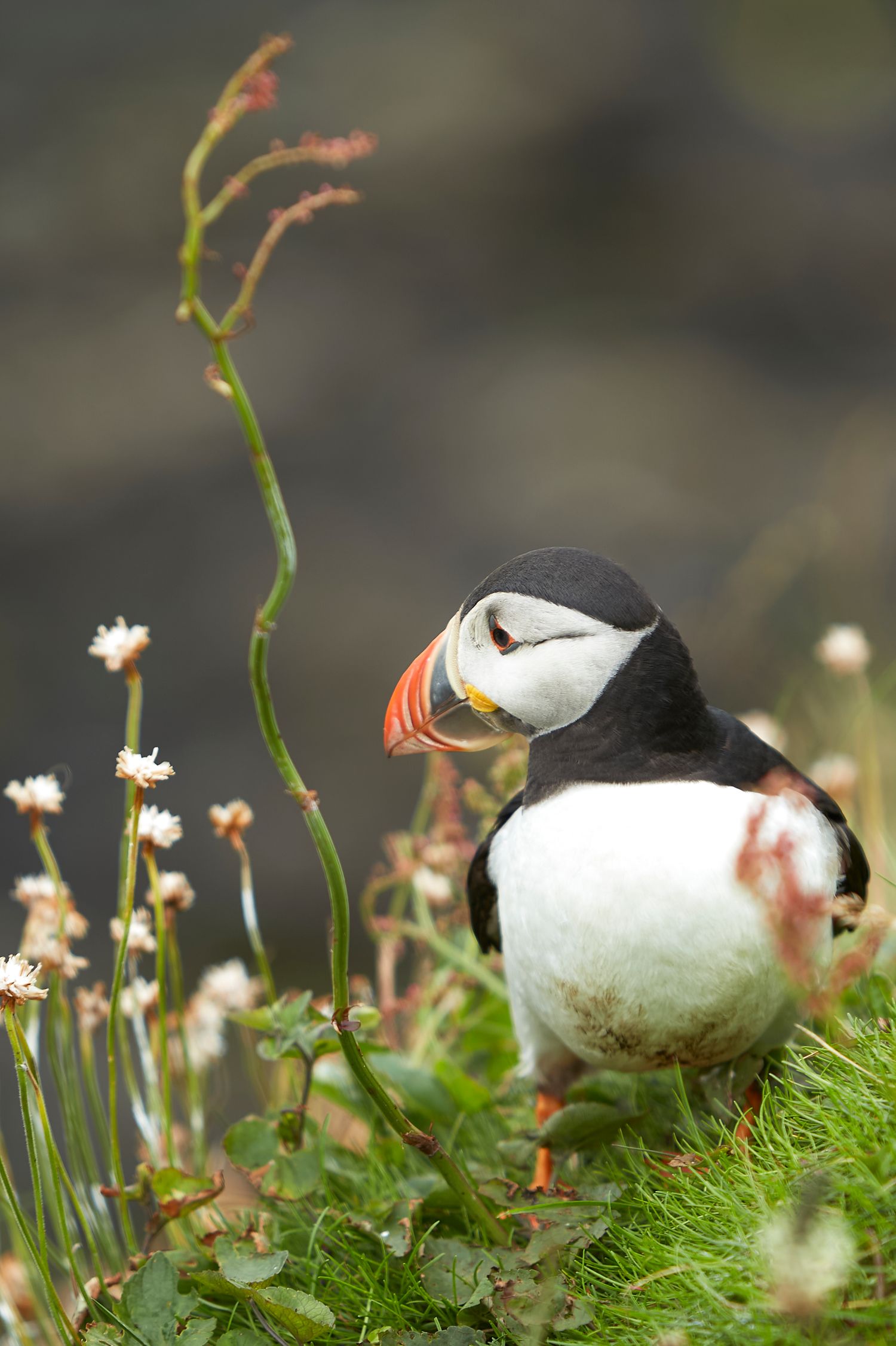 Wildlife photography: Puffin. Location: Staffa Island, Scotland. Photo by Dayle Prowse.