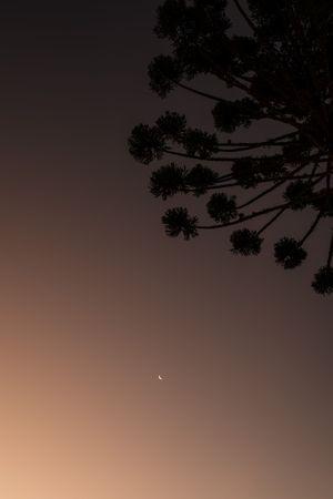 Silhouetted tree branches frame a crescent moon against a dusky rose-colored sky at twilight.