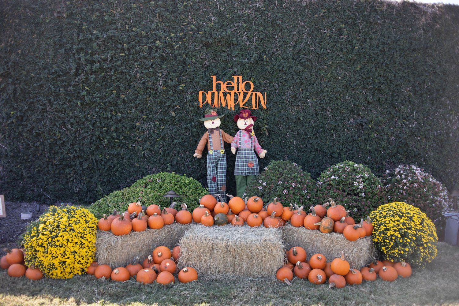 Fall backdrop with a pumpkin patch.