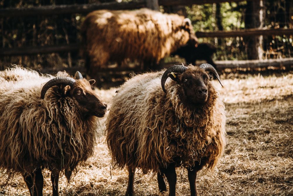 Two brown horned sheep with thick woolly coats standing in a dry fenced pasture area.