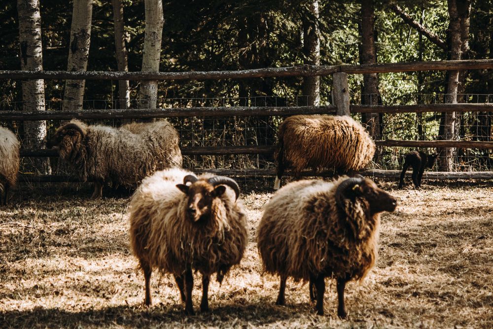 Fluffy brown horned sheep grazing in a rustic wooden fenced enclosure surrounded by trees.