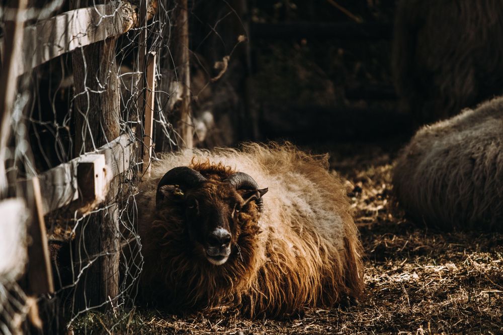 Dark brown woolly sheep resting on hay beside a wire fence in a rustic enclosure.