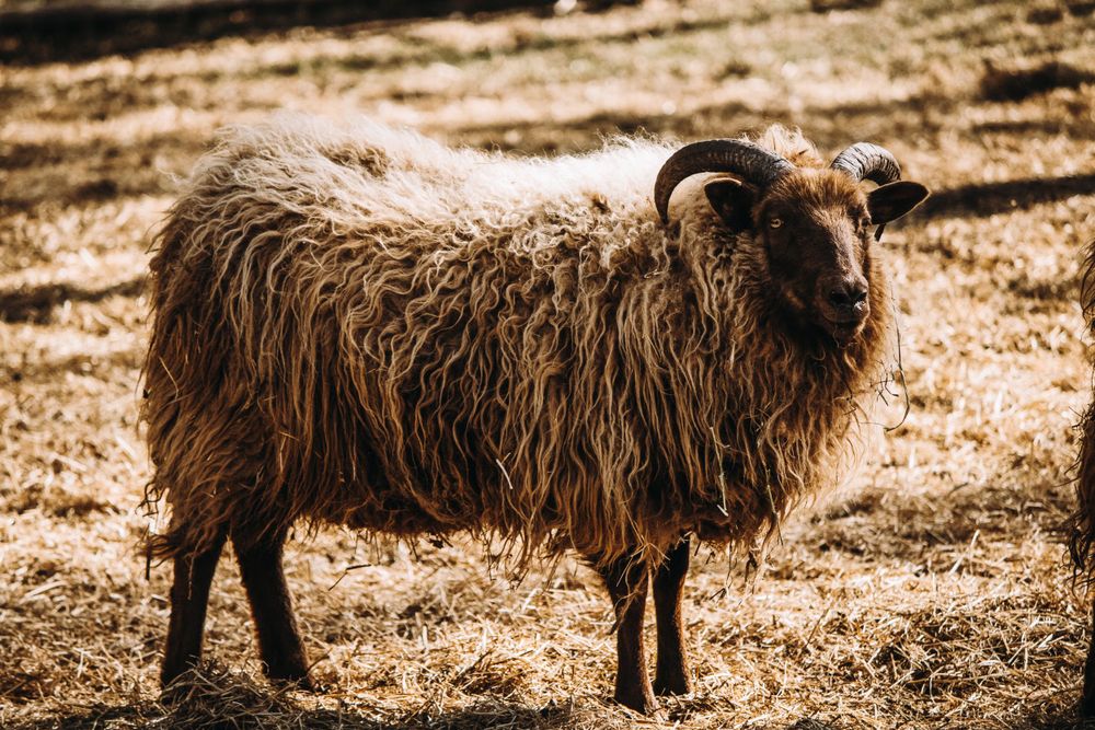 A shaggy brown horned sheep with long wool standing in a dry grassy field.