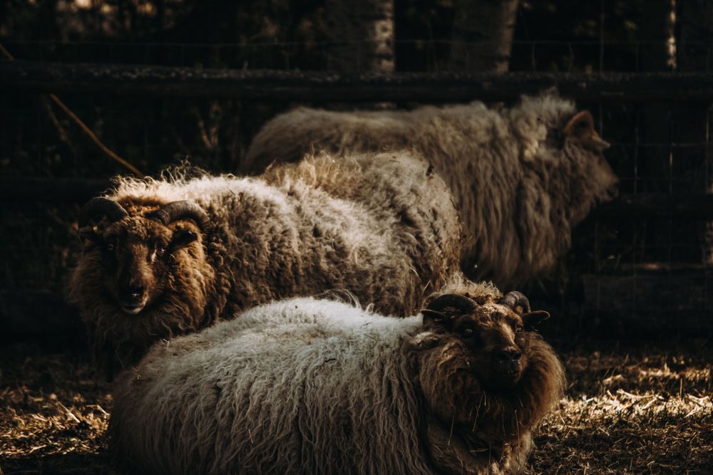 Two woolly brown sheep resting together in a dark, hay-covered farm enclosure.