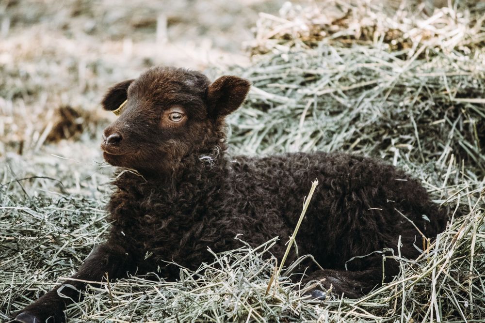 A newborn dark brown lamb resting peacefully in a bed of fresh hay.