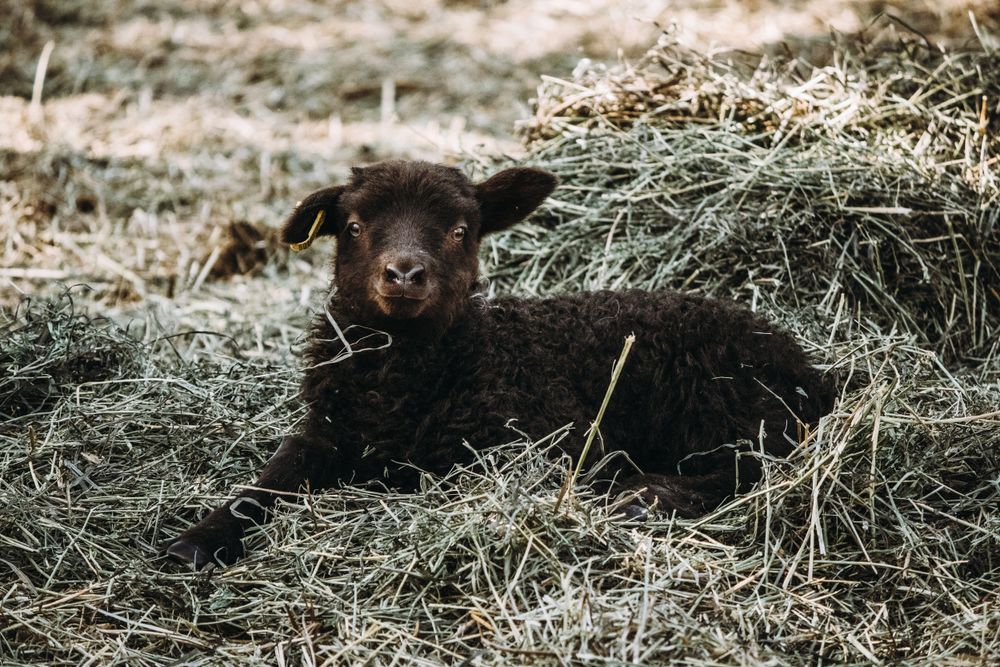 A tiny black newborn lamb lying in sunlit hay, looking curiously at the camera.