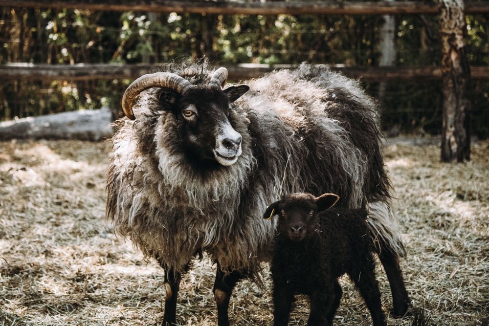 A horned adult sheep standing protectively beside a small black lamb in a farm pen.