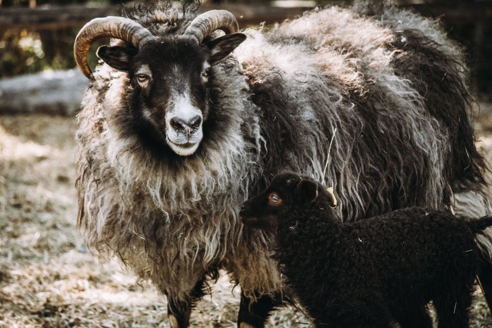 A large horned sheep with curly wool standing beside its small black lamb outdoors.