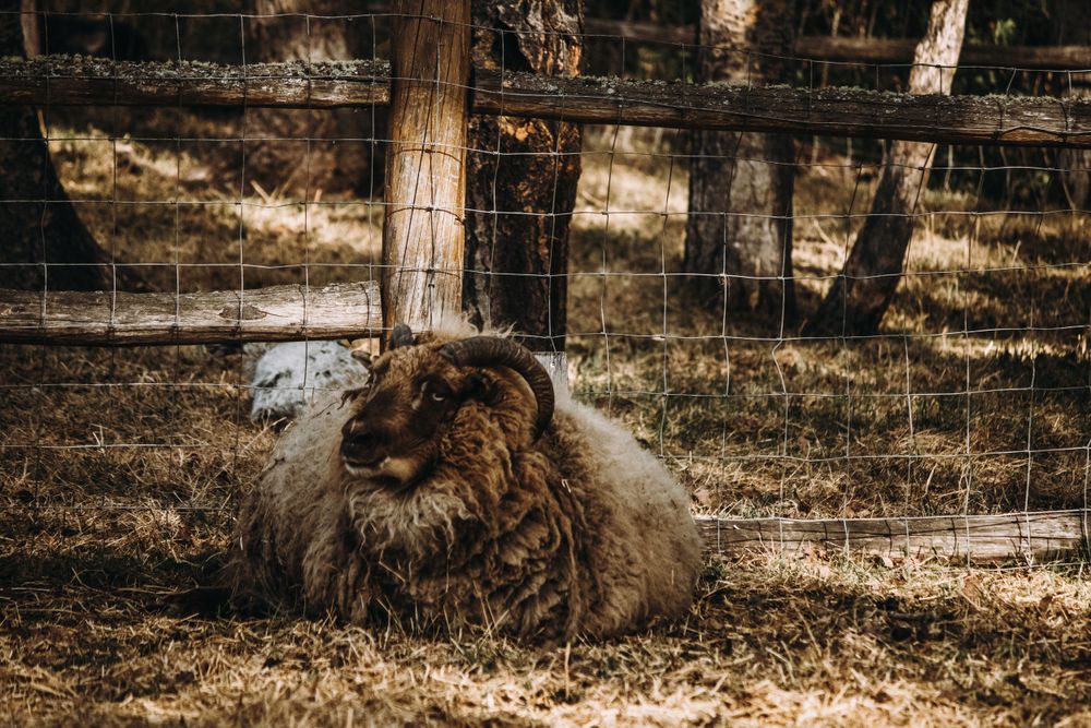 A woolly sheep resting beside a wire fence post in a sunlit farm enclosure.