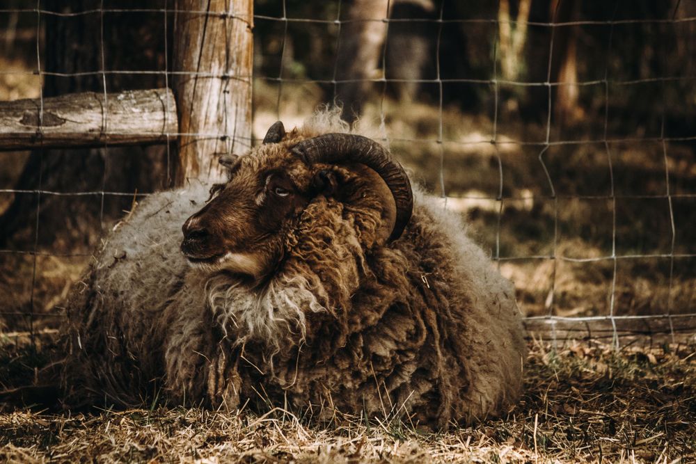 A horned sheep with thick shaggy wool resting beside a wooden fence post on hay.
