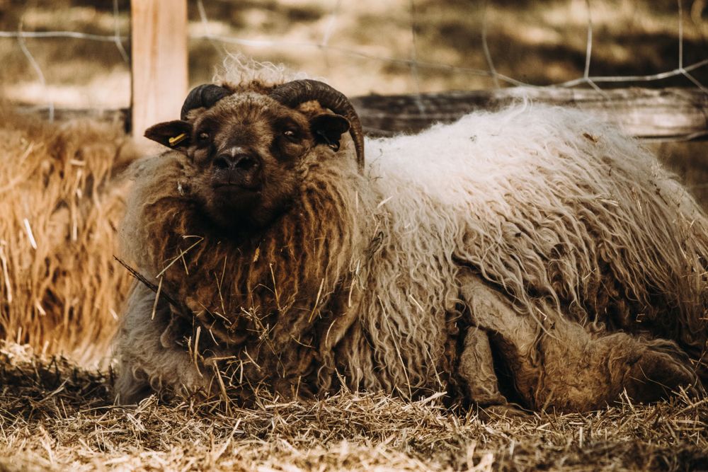 A long-haired horned sheep lying in golden hay inside a sunny farm enclosure.