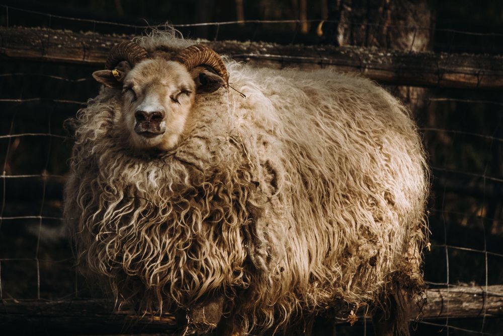 A fluffy white sheep with small horns stands against a rustic wooden fence in a farm enclosure.