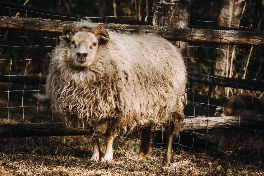 A woolly white sheep stands on dry grass beside a wire fence in a rustic outdoor farm setting.