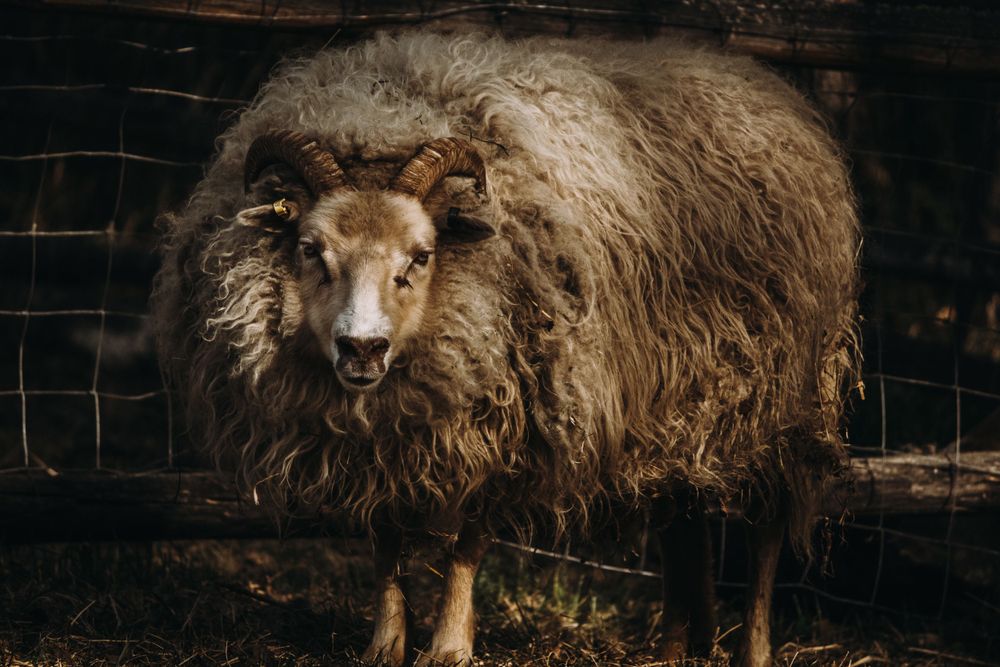 A large horned ram with thick shaggy wool stands confidently in front of a wire farm fence.