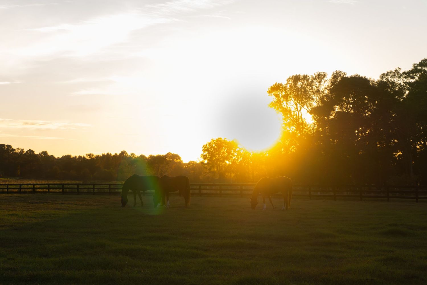 Pasture sunset horses