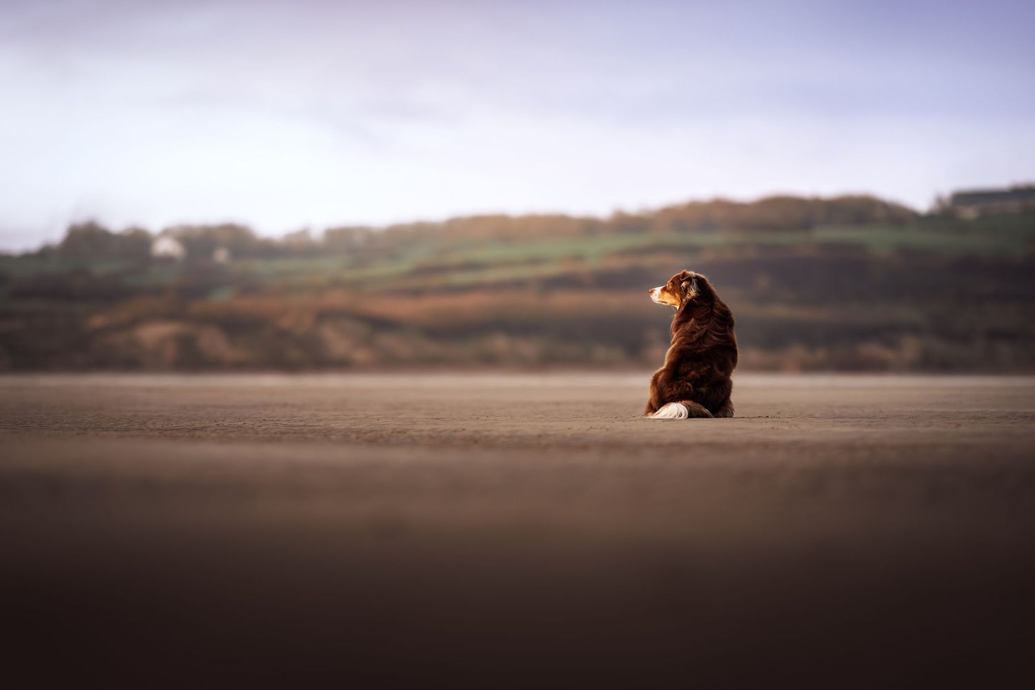Brown owl sitting alone on a sandy beach at dusk with rolling hills in the background.
