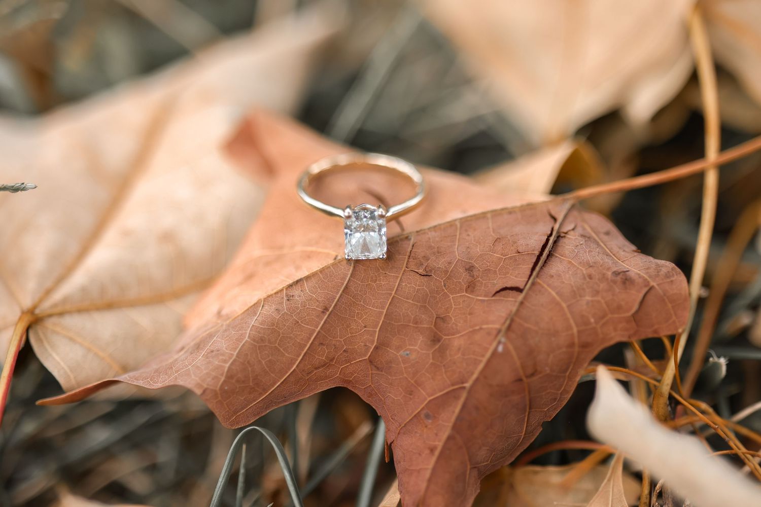 Close-up of sparkling diamond engagement ring displayed on dried brown autumn leaf.