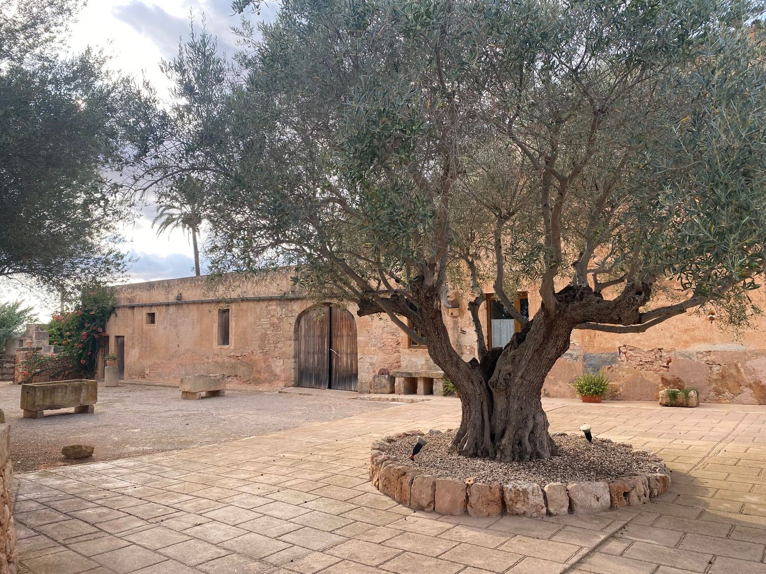 Ancient stone building with central courtyard featuring a majestic old olive tree.
