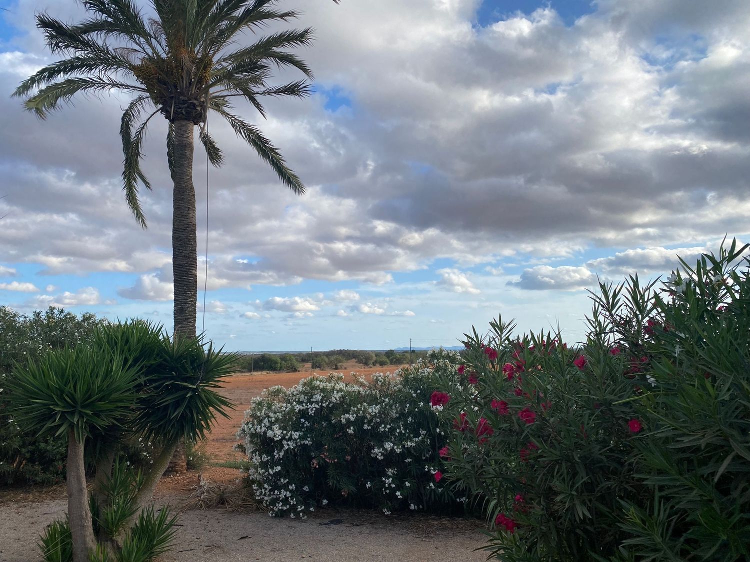 Palm tree and flowering bushes against a dramatic cloudy sky in a Mediterranean landscape.