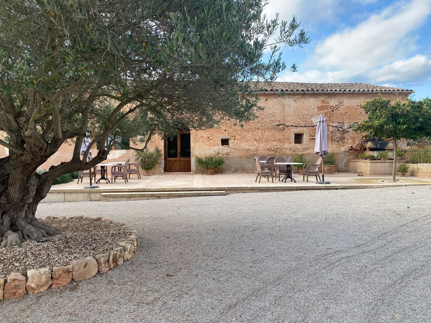Traditional stone building with outdoor dining area shaded by an ancient olive tree.