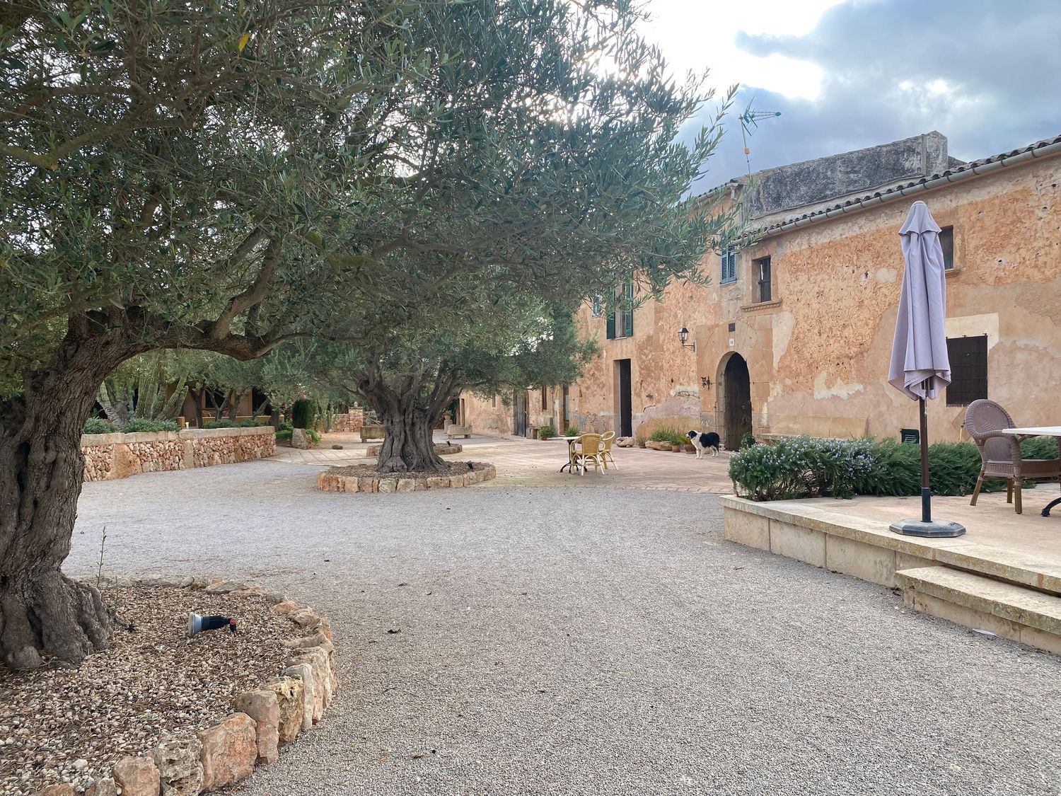 Gravel pathway lined with olive trees leading to a traditional stone building.
