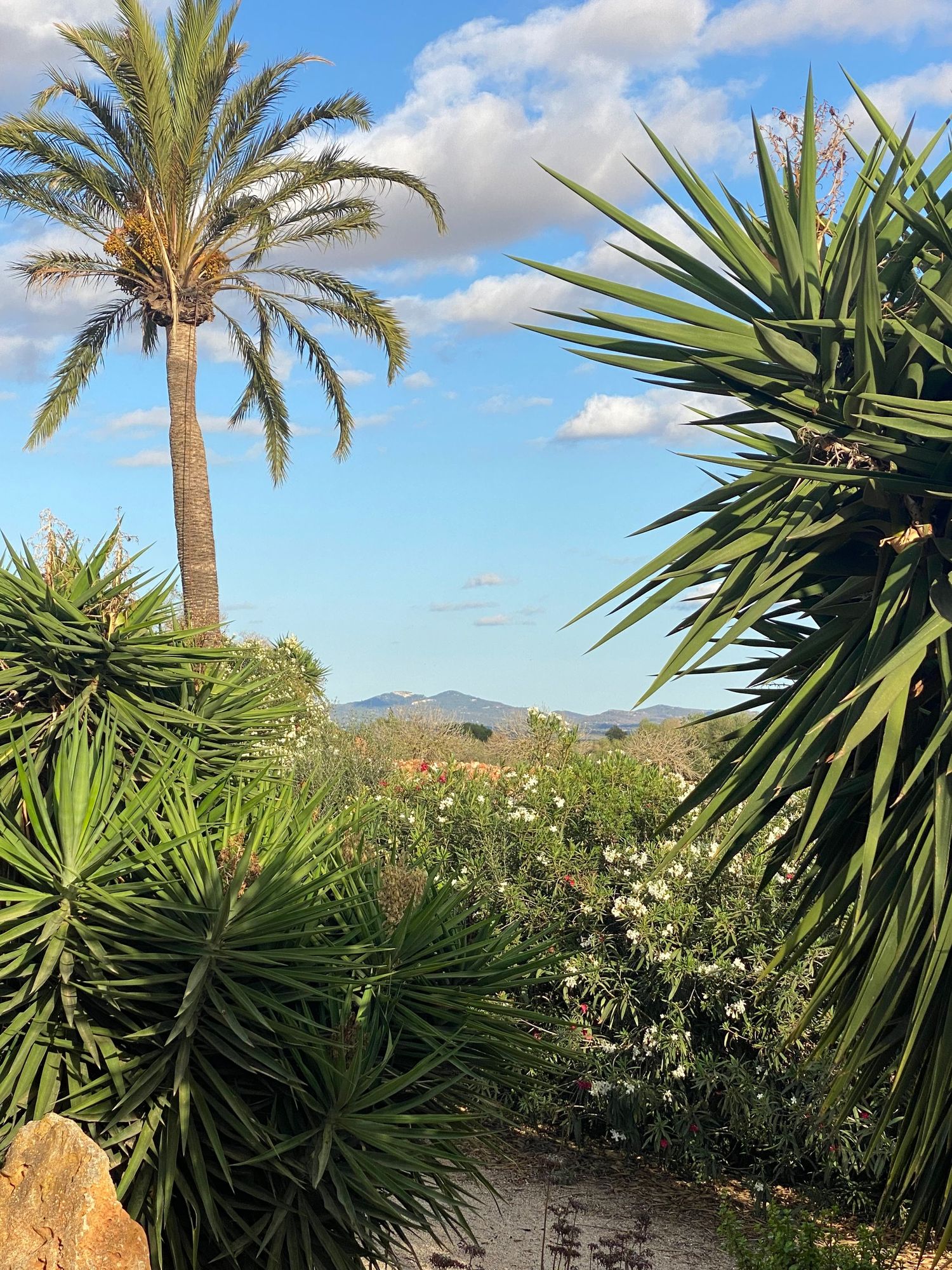 Tropical garden view with tall palm trees, yucca plants and mountains in the background.