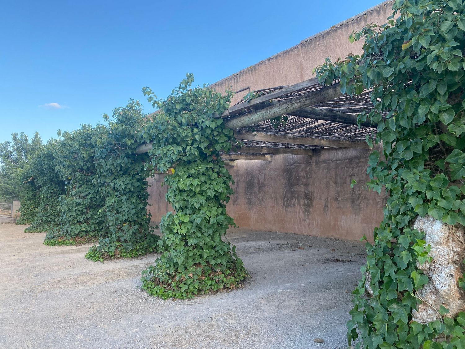 Vine-covered exterior wall with stone archways creates a natural green canopy in an outdoor space.