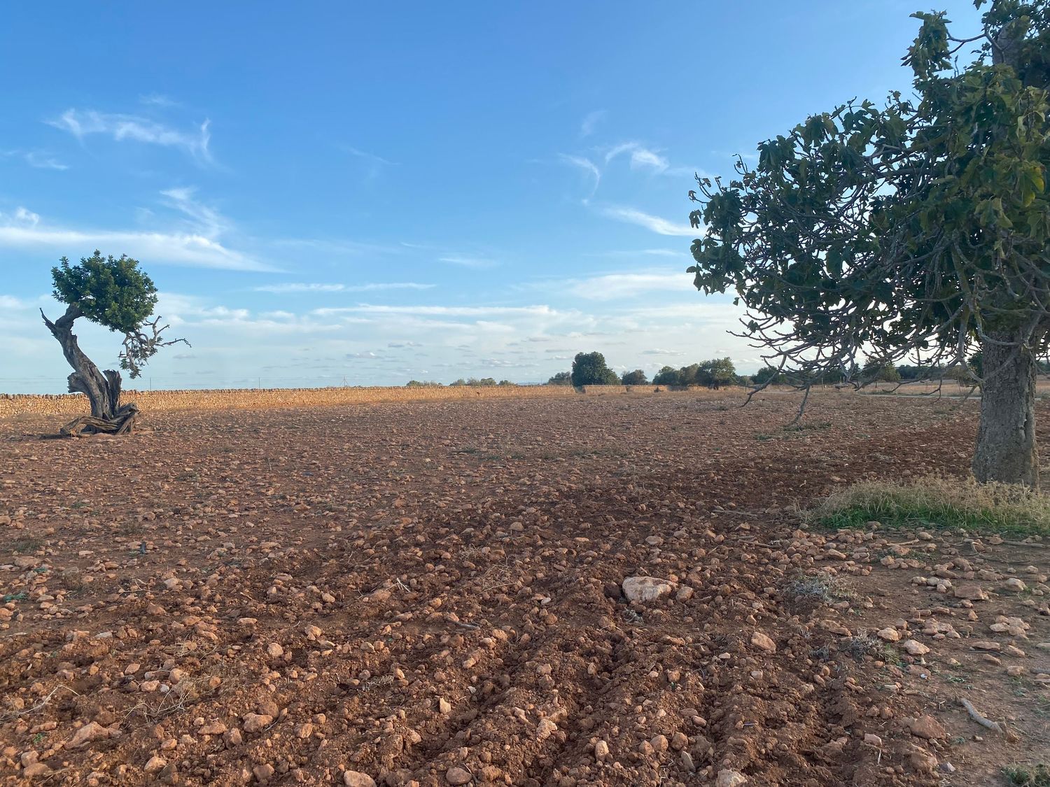 Plowed agricultural field with scattered trees along the edge under blue skies.