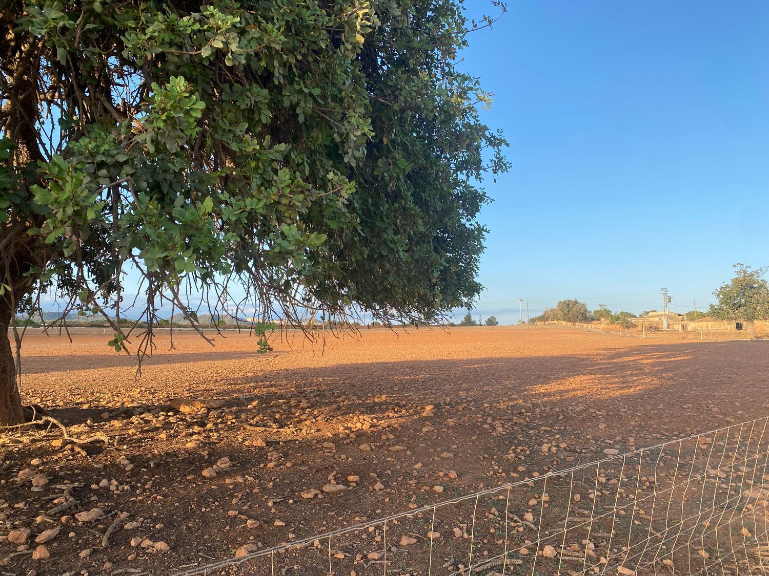 A rustic farm fence borders dry soil and scattered trees against a clear blue sky.