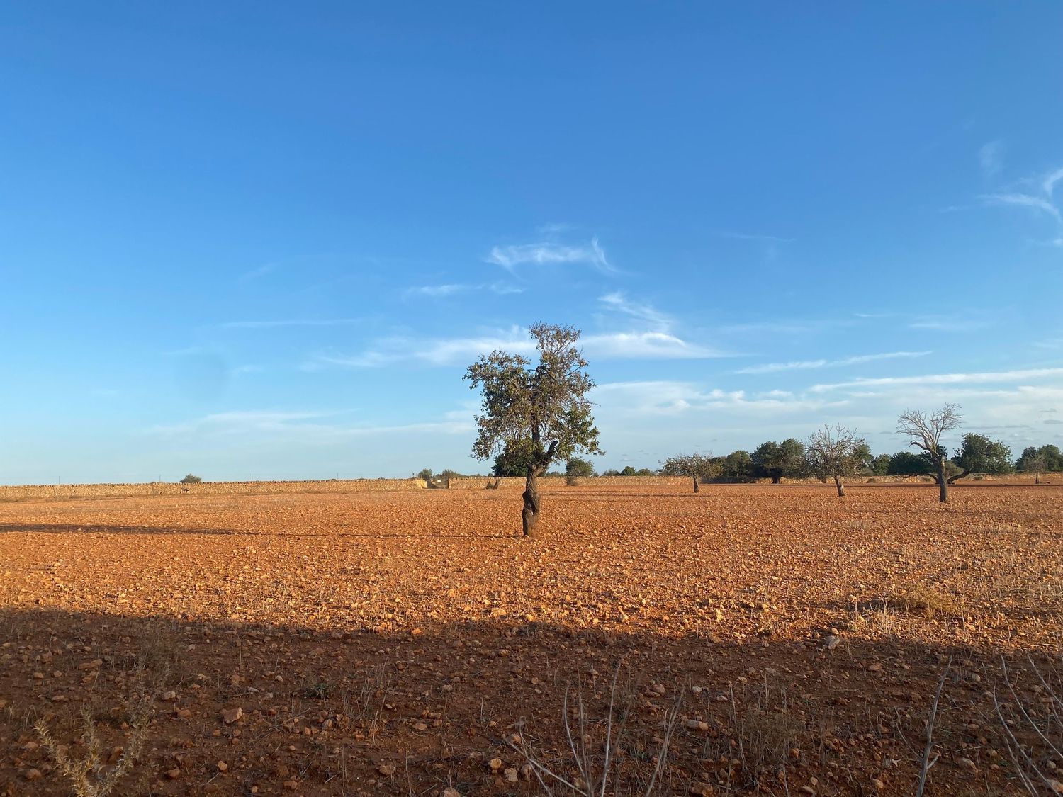A solitary tree stands in a vast plowed field under bright blue skies.