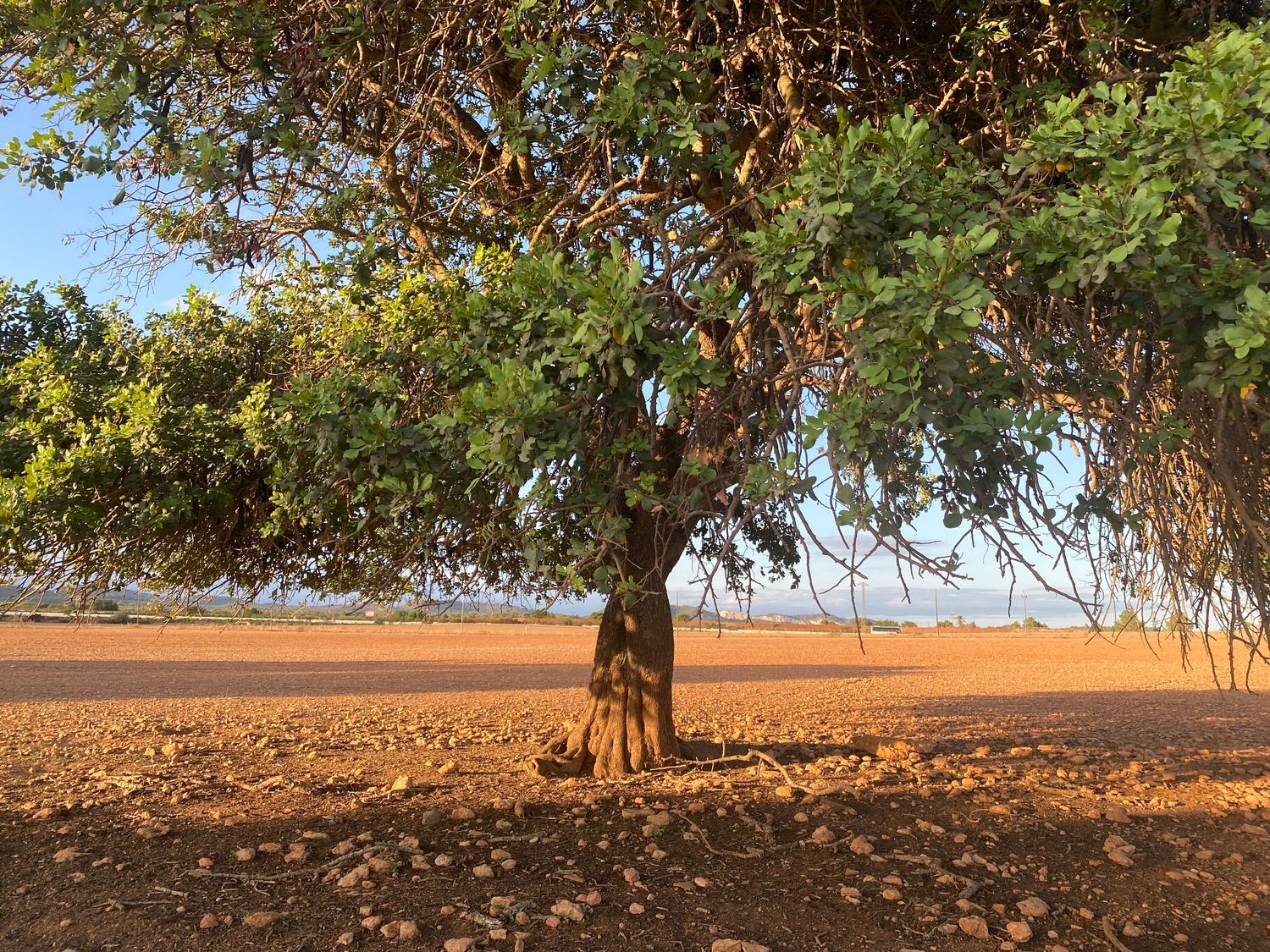 Large tree with sprawling branches casts shadows on reddish-brown agricultural soil.