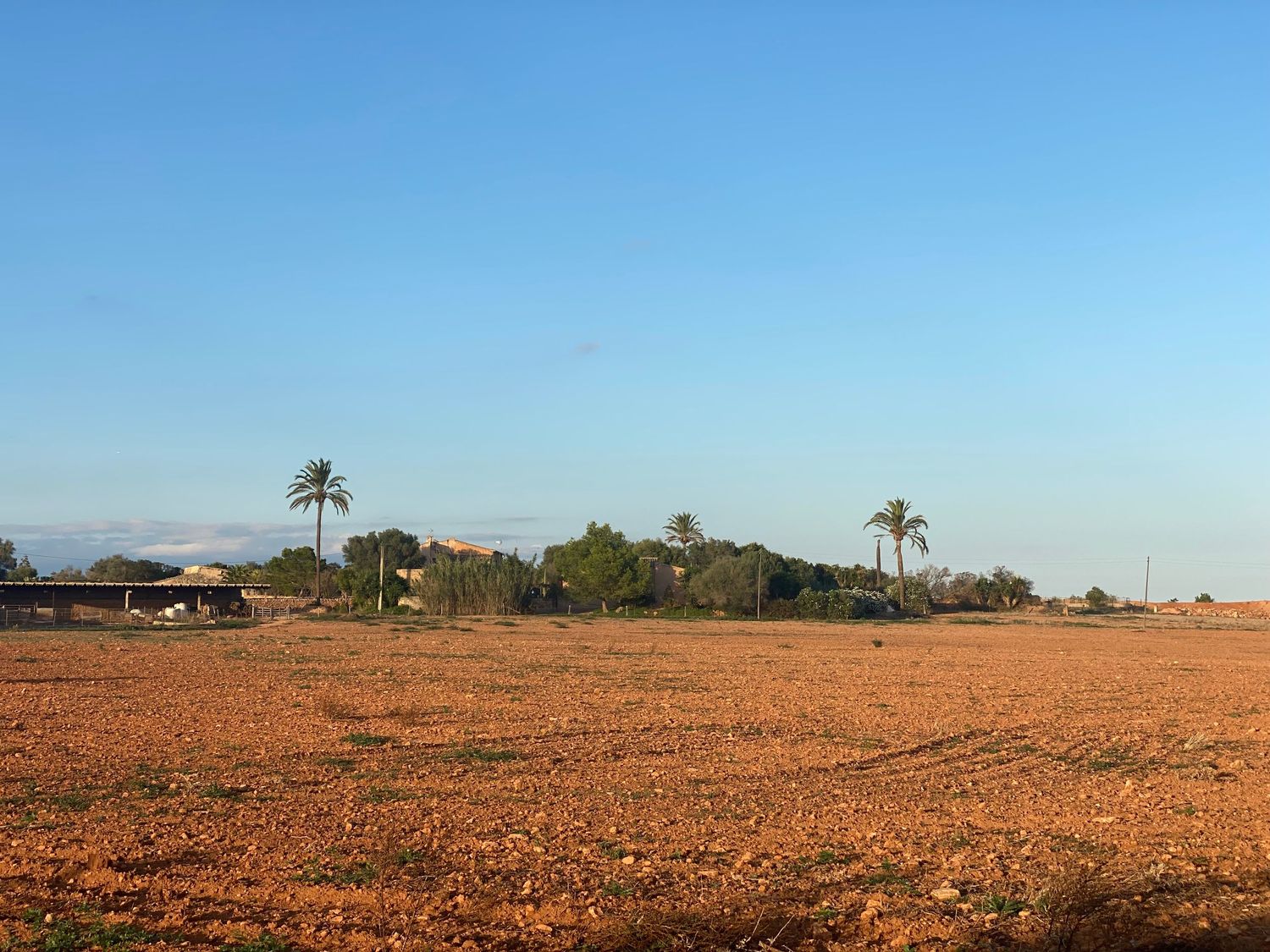 Palm trees dot the horizon of a tilled agricultural field under clear skies.