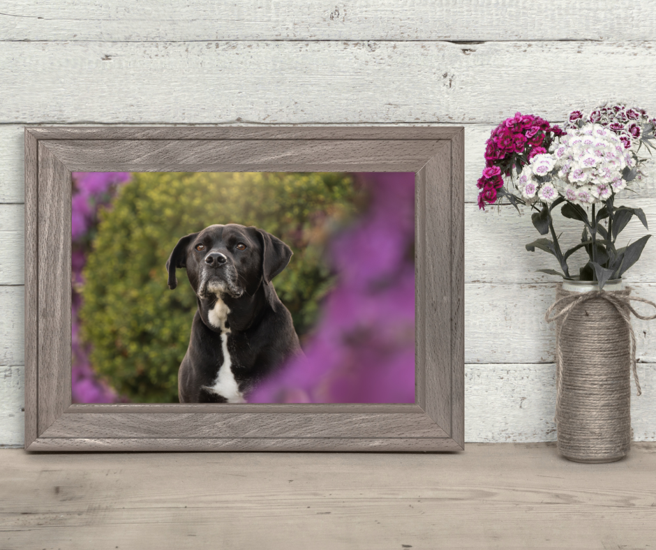 A modern living room interior with wooden bench, pampas grass decor, and nature-inspired dog canvas art on white wall.
