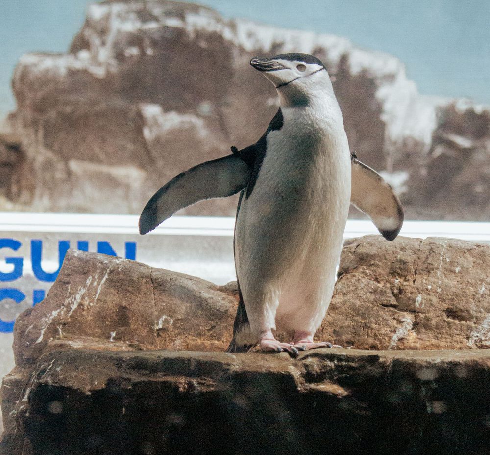 A chinstrap penguin stands proudly on a rocky outcrop against a snowy mountain backdrop.