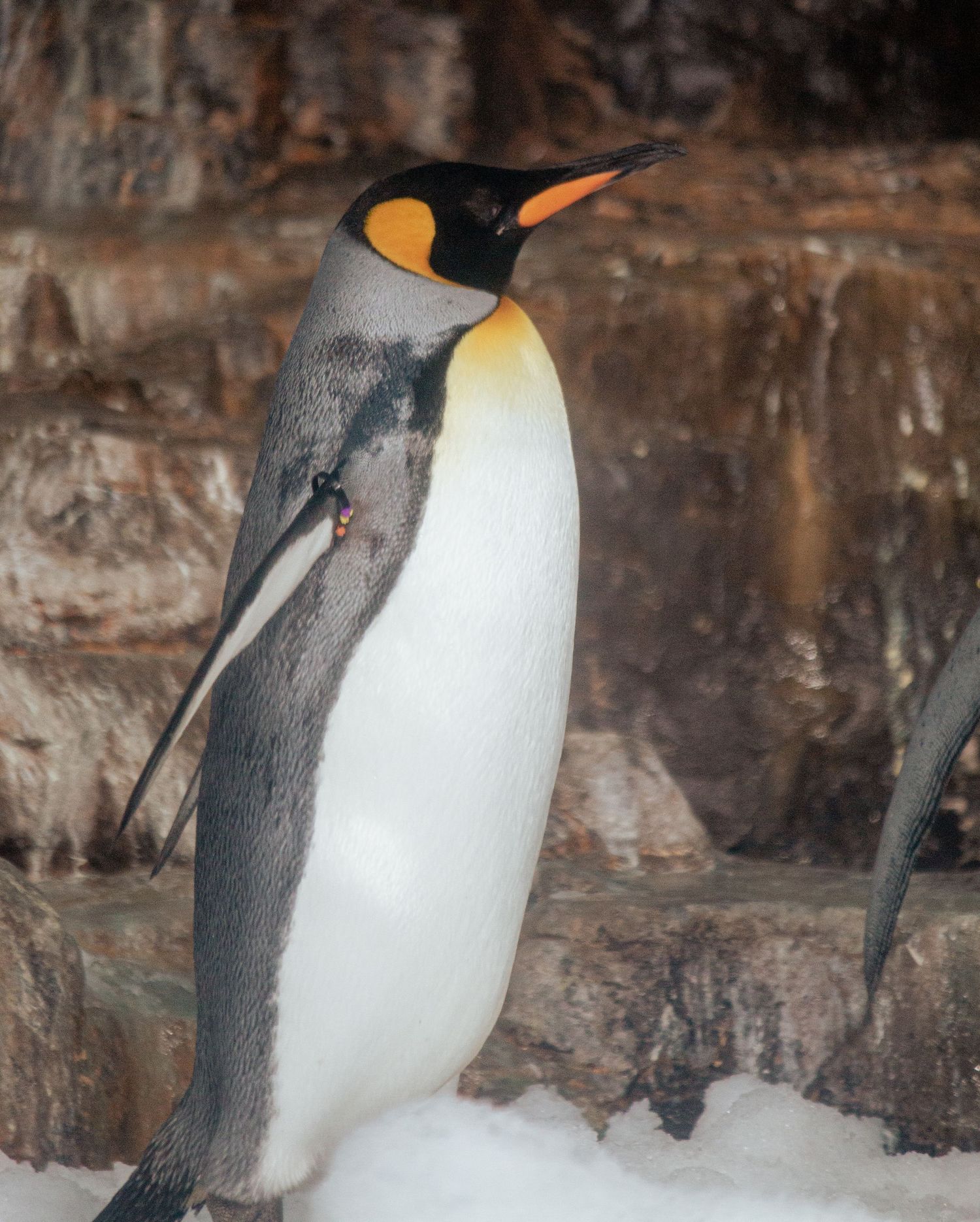 King penguin standing on snowy ground with natural rock wall background, displaying classic black and white plumage.