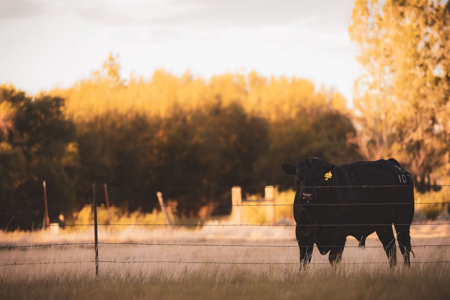 A silhouette of a buffalo grazes in a golden field at sunset with trees in the background.
