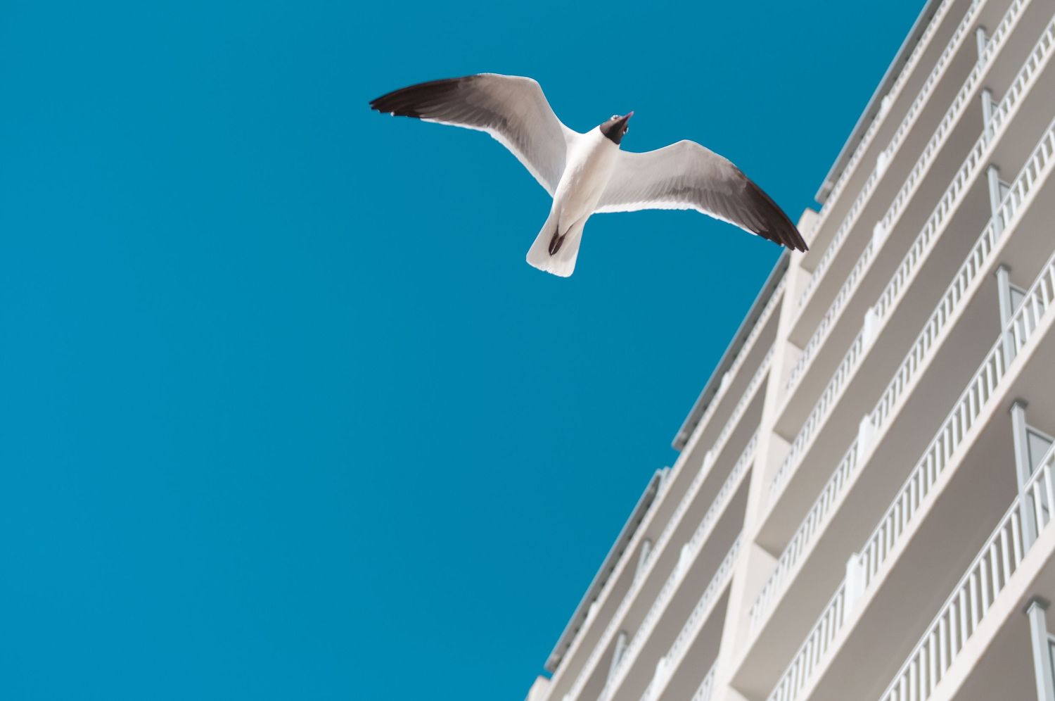 Seagull in flight caught in sharp focus with the blue sky and a hotel in the background