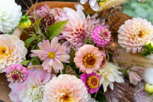 Vibrant pink and peach dahlias with zinnias create a romantic floral arrangement on rustic wooden surface.