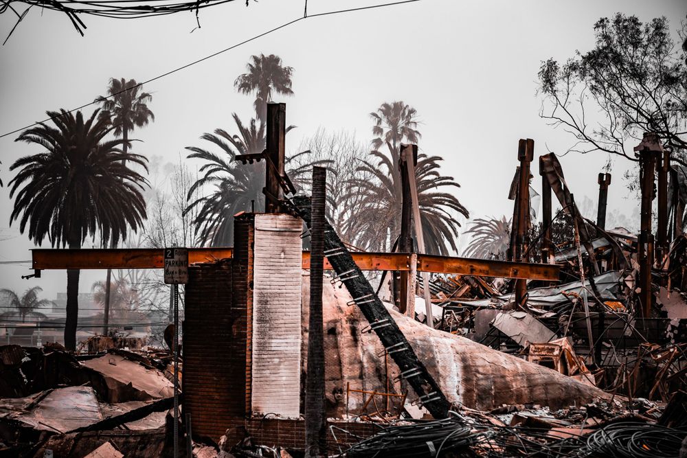 Palm trees stand among burned ruins of destroyed buildings.