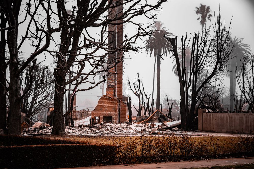 Stark winter landscape with burnt trees and a lone palm tree against damaged buildings.