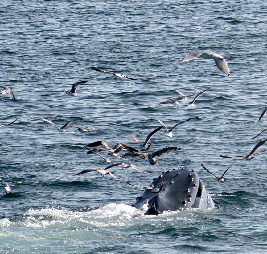A humpback whale surfaces in the ocean surrounded by seagulls flying above the churning waters.