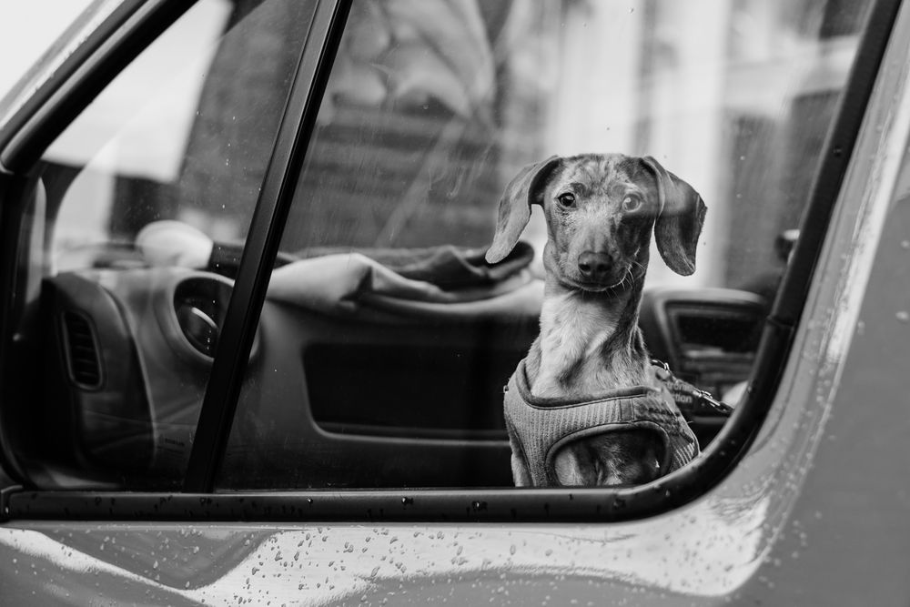 A black and white photograph shows a car interior with a dog visible through the side window.