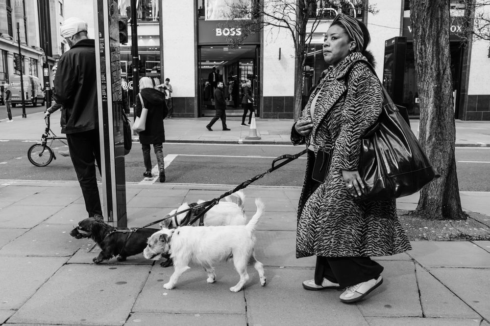 A series of black and white street photographs showing people and a white dog walking on urban sidewalks.