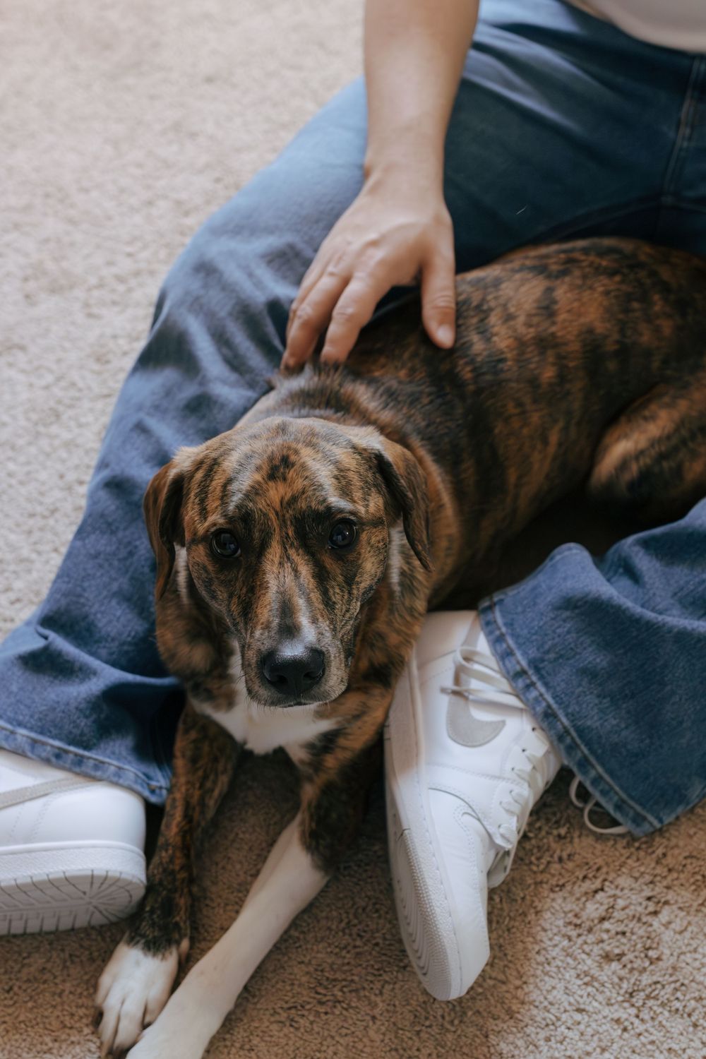 A brindle colored dog rests on someone's lap wearing white sneakers and jeans.