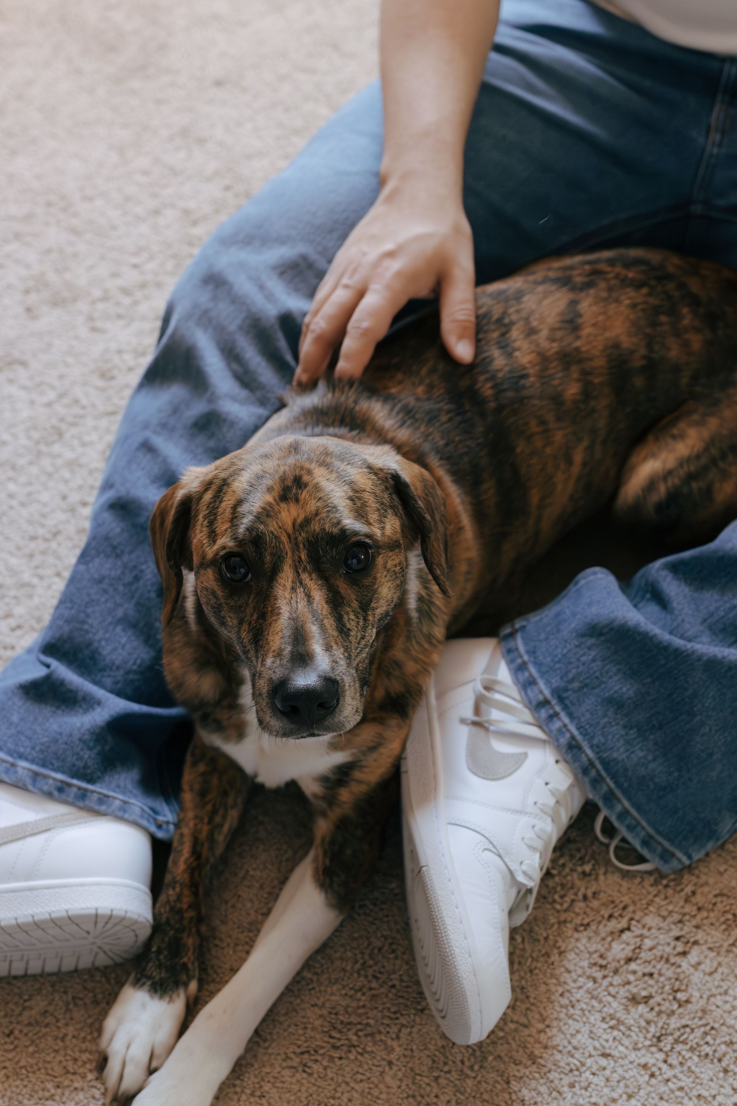 A brindle colored dog rests on someone's lap wearing white sneakers and jeans.