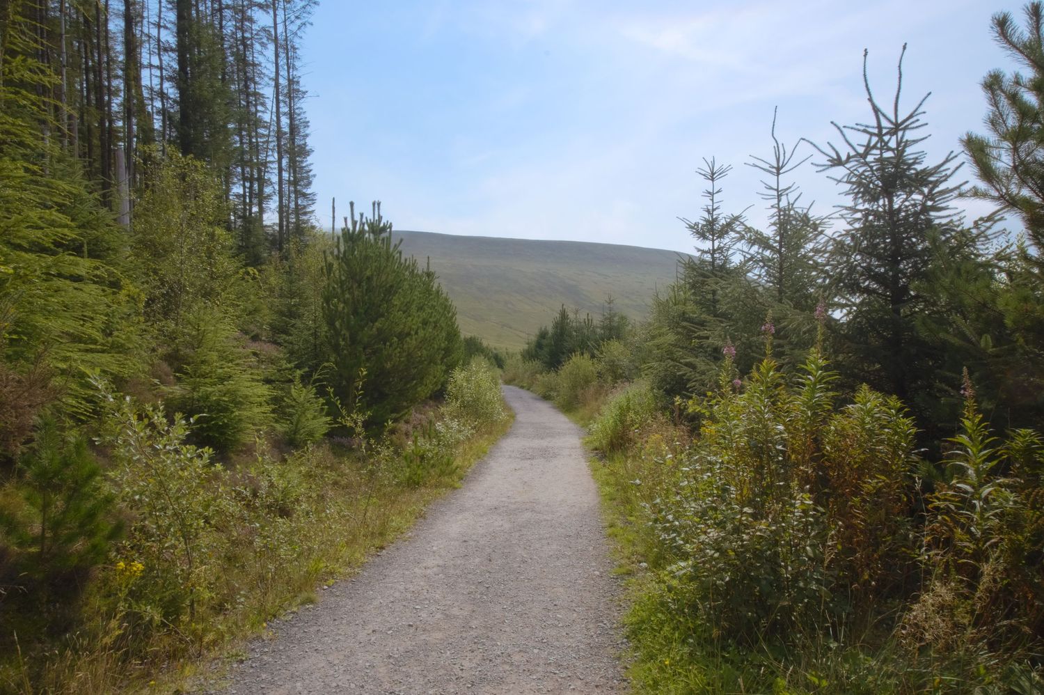 Winding forest trail through evergreen trees leading up a gentle slope on a clear day.