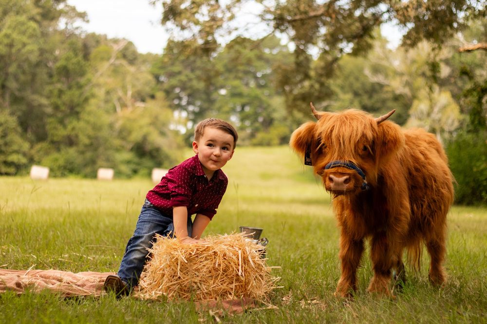 A fluffy Highland cow with long horns and reddish-brown fur stands in a grassy field on a sunny day.