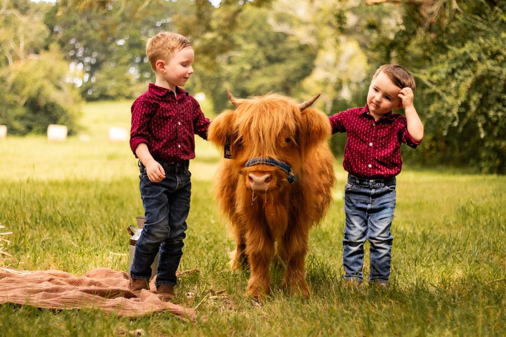 A young child pets a fluffy Highland cow with reddish-brown fur in a sunny meadow.