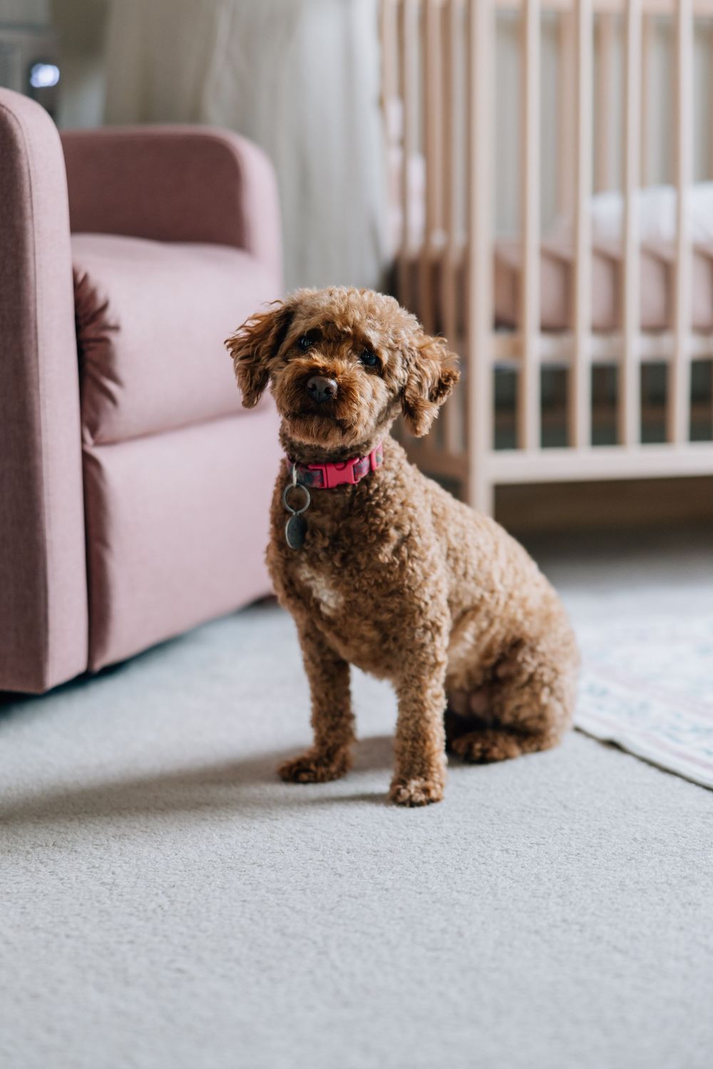 Fluffy brown cavapoo dog with pink collar sitting in nursery room.